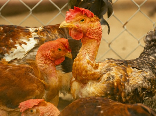 Nghệ An: Phục tráng gà trụi lông cổ 